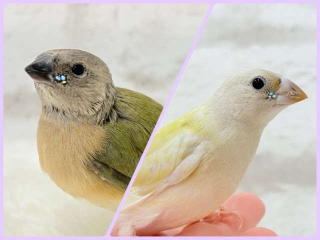 【最新画像更新🪄限定リターンズ𖤐 ̖́-】サイズもお顔もみんな違ってみんな可愛い♡コキンチョウ ヒナ 【最新画像更新🪄限定リターンズ𖤐 ̖́-】サイズもお顔もみんな違ってみんな可愛い♡コキンチョウ ヒナ