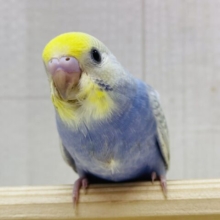 最新画像有ります❗️ぴよっと誕生🐣‪💙青のツインスター⭐️セキセイインコ(パステルレインボー)