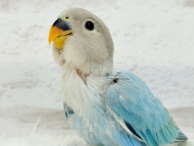【最新画像更新🪄】神秘的な美しさ🐣💎🫧コザクラインコ(ブルーオパーリン) ヒナ 【最新画像更新🪄】神秘的な美しさ🐣💎🫧コザクラインコ(ブルーオパーリン) ヒナ