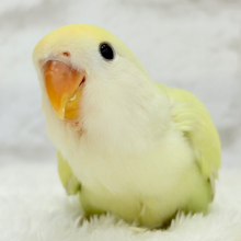 【最新画像更新🪄】ふんわり甘め🧁コザクラインコ(シナモン) ヒナ