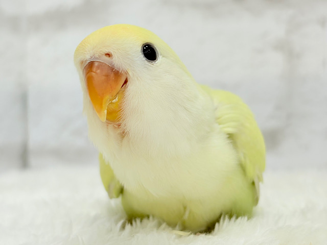 【最新画像更新🪄】ふんわり甘め🧁コザクラインコ(シナモン) ヒナ 【最新画像更新🪄】ふんわり甘め🧁コザクラインコ(シナモン) ヒナ