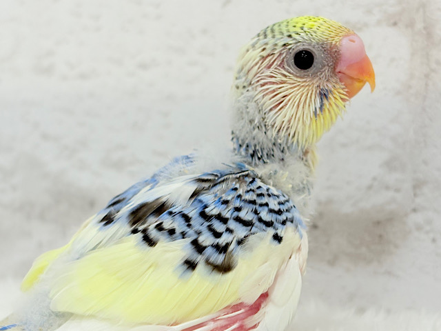 お花みたいなキュート色🐣🌼🪻セキセイインコ(パステルレインボーパイド) ヒナ お花みたいなキュート色🐣🌼🪻セキセイインコ(パステルレインボーパイド) ヒナ