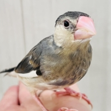 可愛い動画更新💓‪慣れすぎて大変💕生え変わり中です✨桜文鳥〜🌸