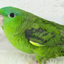 定番で最強に可愛いまるっこちゃん🐥💚サザナミインコ(ノーマル) 女の子