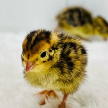 ウリ坊柄のピヨピヨ〜ず🐣ウズラの雛が入舎しました！