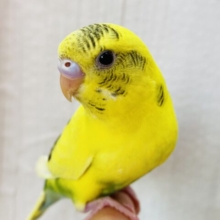 最新画像有ります🌱目つきはキリッと✨ワイルドにぃ〜セキセイインコの黄ハルクイン⭐️