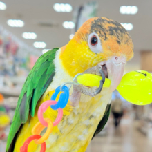 【最新画像・動画更新🪄】全てがダイナミックボーイ🐥🍊🧡シロハラインコ 男の子