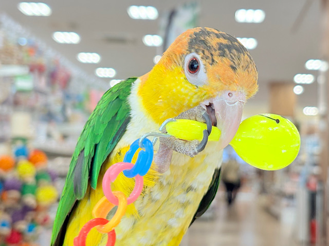 【最新画像・動画更新🪄】全てがダイナミックボーイ🐥🍊🧡シロハラインコ 男の子 【最新画像・動画更新🪄】全てがダイナミックボーイ🐥🍊🧡シロハラインコ 男の子