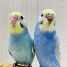 最新画像有ります☀️虹色パワー全開🌼💕ふわふわ漂うセキセイインコ（パステルレインボー）