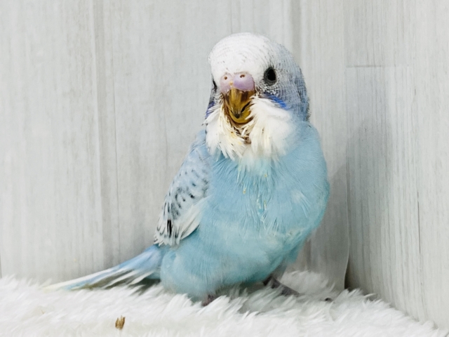 水玉ﾁｬｯﾌﾟﾝ☔️🫧セキセイインコ（ブルースパングル）