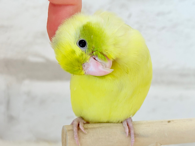 【最新画像・動画更新🪄ひとり餌になりました☆】不思議カラー🐣🫛🪅わくわく上昇中~♩♩マメルリハ(パイド系) ヒナ 【最新画像・動画更新🪄ひとり餌になりました☆】不思議カラー🐣🫛🪅わくわく上昇中~♩♩マメルリハ(パイド系) ヒナ