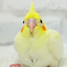 可愛いほっぺ♡可愛いお顔♡可愛い模様♡オカメインコ(ルチノーパール) ヒナ