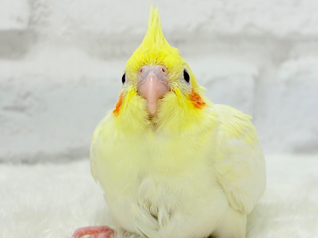 可愛いほっぺ♡可愛いお顔♡可愛い模様♡オカメインコ(ルチノーパール) ヒナ 可愛いほっぺ♡可愛いお顔♡可愛い模様♡オカメインコ(ルチノーパール) ヒナ