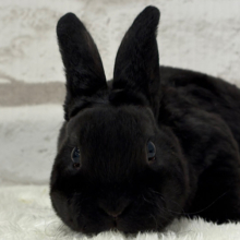 滑らかな触り心地🐰💖ミニレッキス(ブラック)男の子