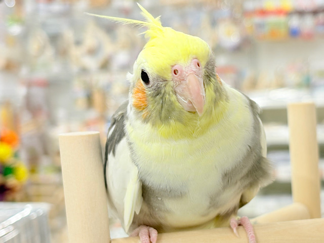カキカキ好きな美形オカメちゃん🐥🩶オカメインコ(パイド) カキカキ好きな美形オカメちゃん🐥🩶オカメインコ(パイド)
