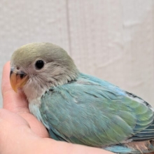 最新画像あります！どんな姿を見せてくれますか〜❓ﾜﾀﾜﾀちゃんのコザクラインコ💓