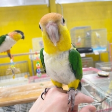 【🌟最新画像更新🌟】インコ界のエンターテイナー⁉⁉🔥🔥🔥　シロハラインコ