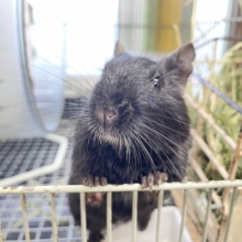 真っ黒デグーちゃんがやってきましたよ〜！🖤🖤🖤
