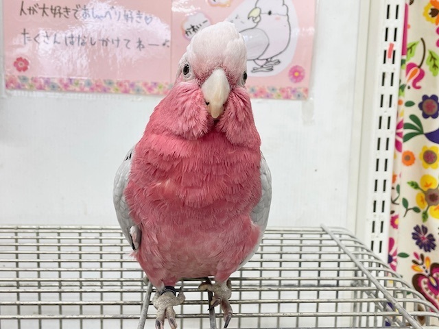 お迎え応援キャンペーン中～☆☆☆ 超絶可愛いモモイロインコ🍑🍑さん🎵