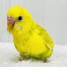 色変わり💓‪将来お楽しみカラー💛綺麗なセキセイインコのヒナ入荷しました❤️
