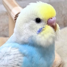 最新画像になります☆美麗な模様です✨✨　セキセイインコ（パステルレインボースパングル）