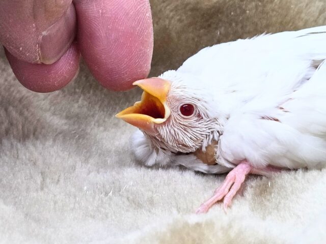 真っ白あんど透明感ある瞳☆☆ アルビノ文鳥~~ 真っ白あんど透明感ある瞳☆☆ アルビノ文鳥~~