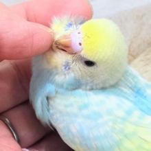 最新画像になります☆あぐーっ❗️元気いっぱい😆　セキセイインコ（パステルレインボースパングル）