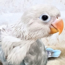 学校、お仕ごと行けなくなります。。　シロボタンインコ～～