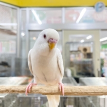 真っ白ボディに赤目が魅力的💗💗💗　セキセイインコ（アルビノ）