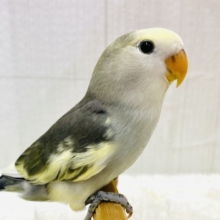 最新画像有ります❗️グレー🩶＋イエロー💛＝ステキカラー💖コザクラインコヒナさんモーブパイド