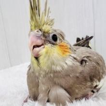 ぼってり♡電波受信中📡❣️オカメインコのシナモン🌟