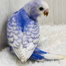 ｷﾗｯｷﾗ✨お見事な青空模様が美しい~🩵セキセイインコのブルースパングル‼︎