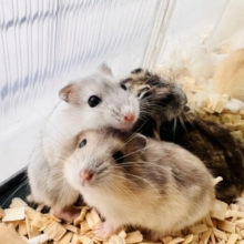 ちびっこ！はむはむフェア開催中〜🌻