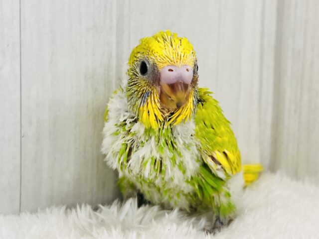 ピヨピヨ🐣初心者マーク背負ってます🔰セキセイインコ(グリーンスパングル) ピヨピヨ🐣初心者マーク背負ってます🔰セキセイインコ(グリーンスパングル)