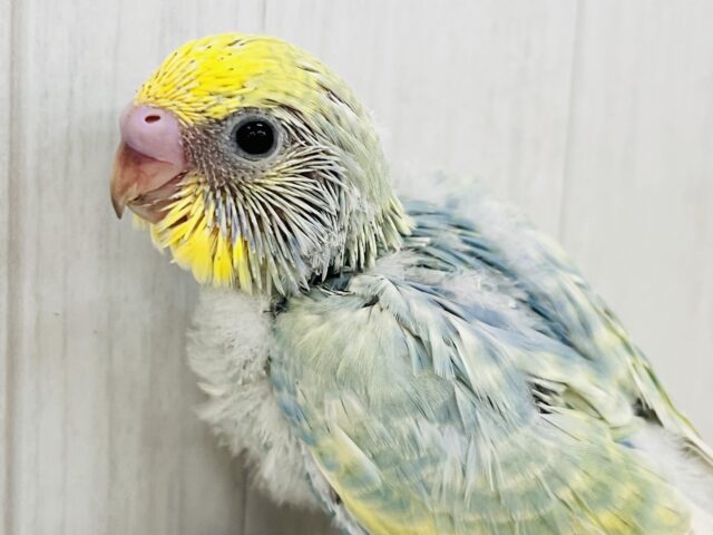 ちょっと不思議ちゃん?複雑な色のセキセイインコ☆パステルレインボー🌈 ちょっと不思議ちゃん?複雑な色のセキセイインコ☆パステルレインボー🌈