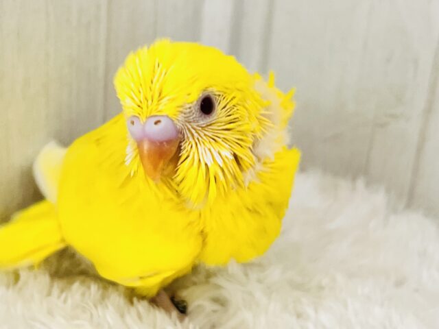 ピッカリーン✨ビタミンカラーのハッピーベイビー🐥セキセイインコのルチノー💛 ピッカリーン✨ビタミンカラーのハッピーベイビー🐥セキセイインコのルチノー💛
