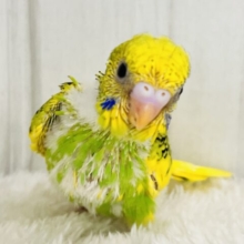 ひまわりカラー🌻元気いっぱい！セキセイインコのグリーンパイド！