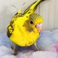 のりたまパッパ🍚🍳個性爆発系セキセイインコ💛