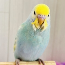 ぽつっとホクロちゃん🖤セキセイインコのパステルレインボースパングル🌈