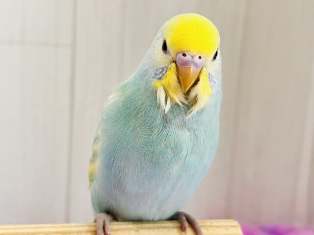 ぽつっとホクロちゃん🖤セキセイインコのパステルレインボースパングル🌈 ぽつっとホクロちゃん🖤セキセイインコのパステルレインボースパングル🌈