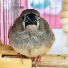最新画像＆動画更新❤️ふさふさ〜🎶眠くないもん！キンカ鳥の雛♡