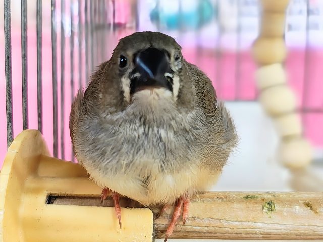 最新画像&動画更新❤️ふさふさ〜🎶眠くないもん!キンカ鳥の雛♡ 最新画像&動画更新❤️ふさふさ〜🎶眠くないもん!キンカ鳥の雛♡