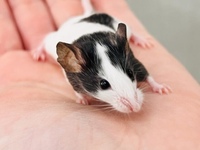 ちっちゃなちっちゃなネズミさん♡🐭パンダマウスの女の子❤️ ちっちゃなちっちゃなネズミさん♡🐭パンダマウスの女の子❤️