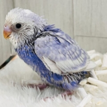 すっきり爽やか✨青空カラーのセキセイインコ（ブルースパングル）