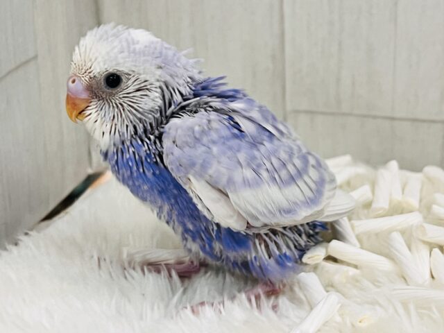 すっきり爽やか✨青空カラーのセキセイインコ(ブルースパングル) すっきり爽やか✨青空カラーのセキセイインコ(ブルースパングル)