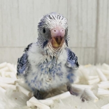 ねむねむ寝起き顔?ほにゃほにゃなセキセイインコ（ブルーオパーリン）