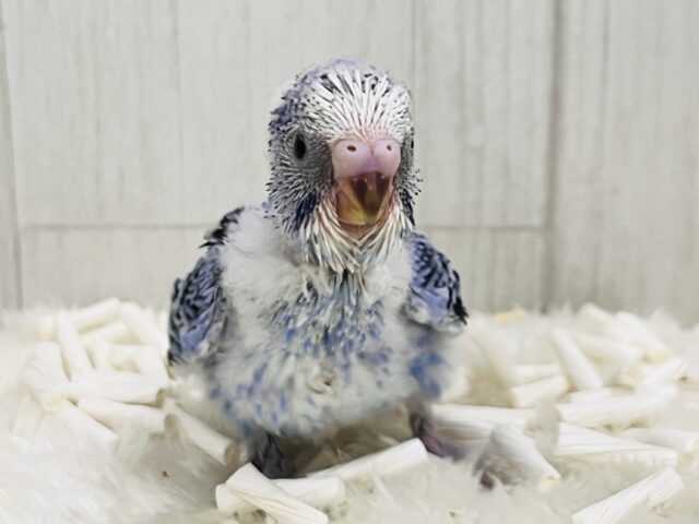 ねむねむ寝起き顔?ほにゃほにゃなセキセイインコ(ブルーオパーリン) ねむねむ寝起き顔?ほにゃほにゃなセキセイインコ(ブルーオパーリン)