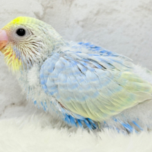 しゅわっと弾ける🫧ソーダちゃん🐣🧊セキセイインコ(パステルレインボー) ヒナ