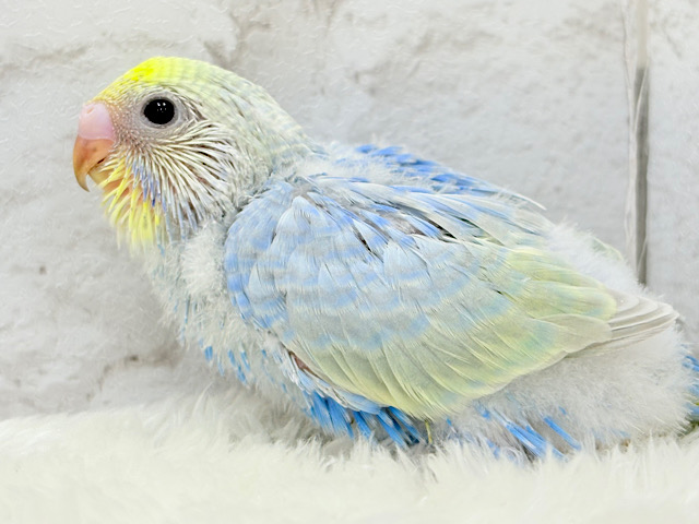 しゅわっと弾ける🫧ソーダちゃん🐣🧊セキセイインコ(パステルレインボー) ヒナ しゅわっと弾ける🫧ソーダちゃん🐣🧊セキセイインコ(パステルレインボー) ヒナ