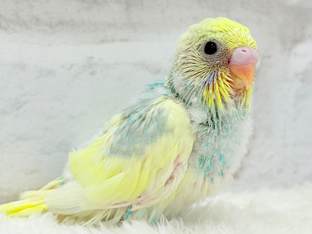 おめめパッチリ♡メロンちゃん🐣🍈セキセイインコ(パステルカラーレインボーパイド) ヒナ おめめパッチリ♡メロンちゃん🐣🍈セキセイインコ(パステルカラーレインボーパイド) ヒナ